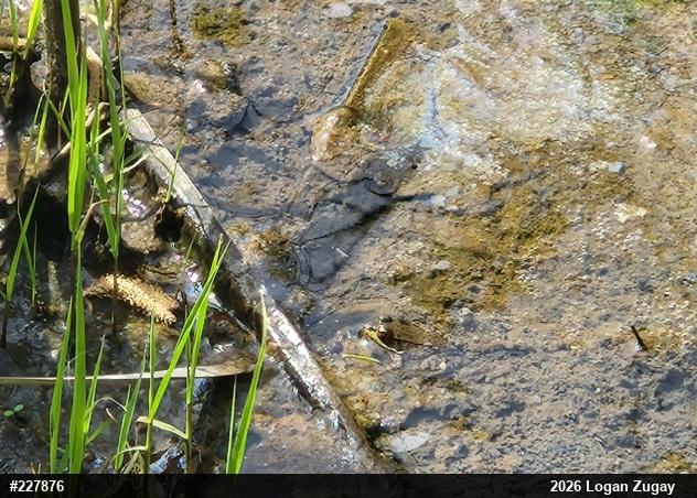 Green Frog