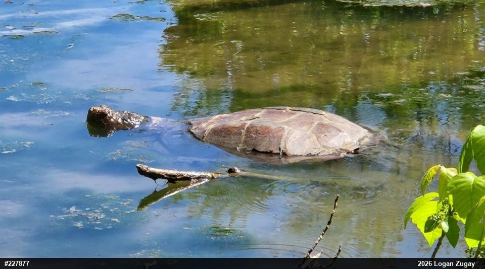 Snapping Turtle