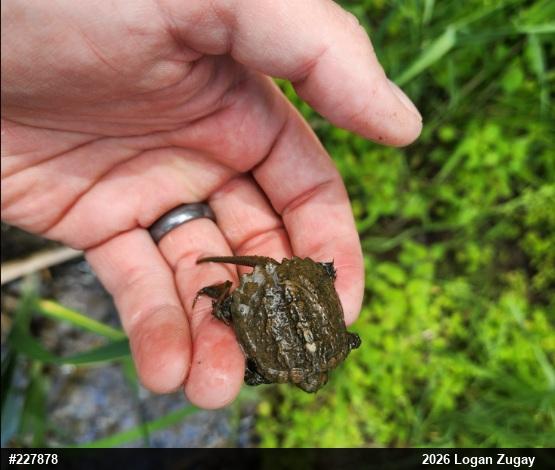 Snapping Turtle
