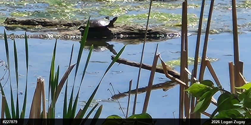 Eastern Painted Turtle
