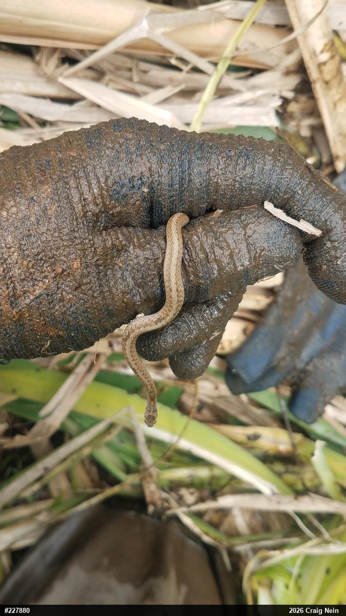 Dekay's Brownsnake
