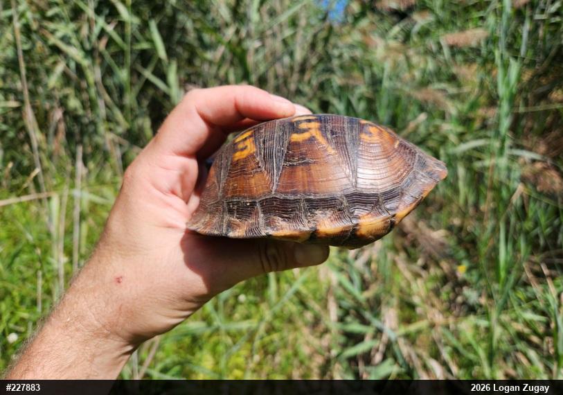 Eastern Box Turtle