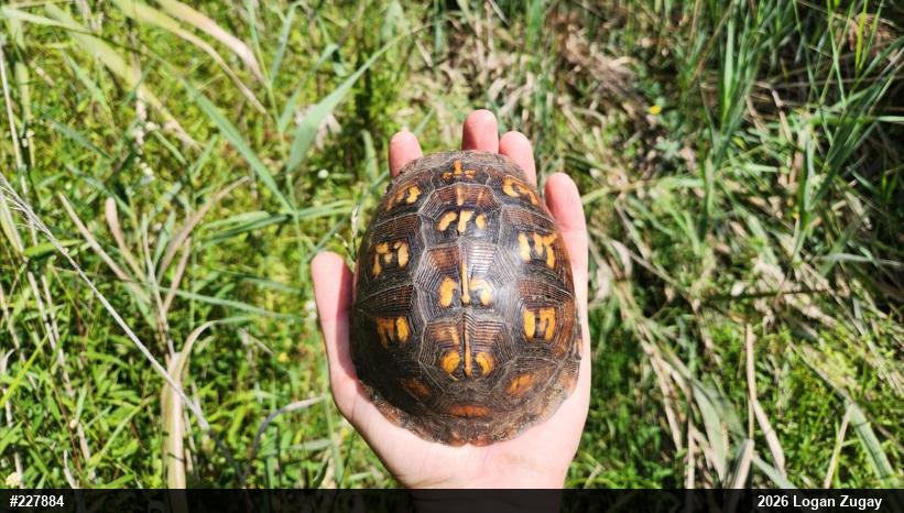 Eastern Box Turtle