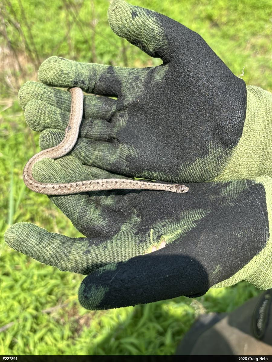 Dekay's Brownsnake