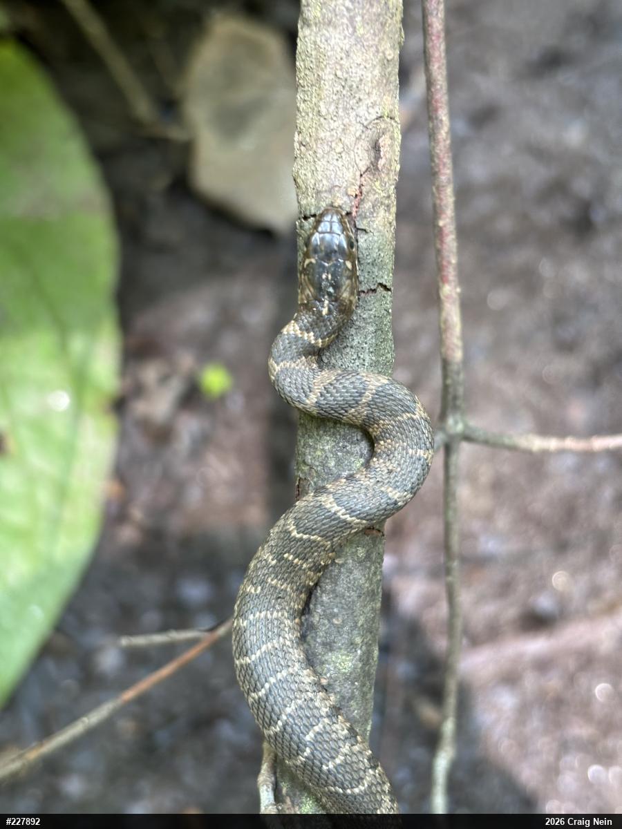 Northern Watersnake