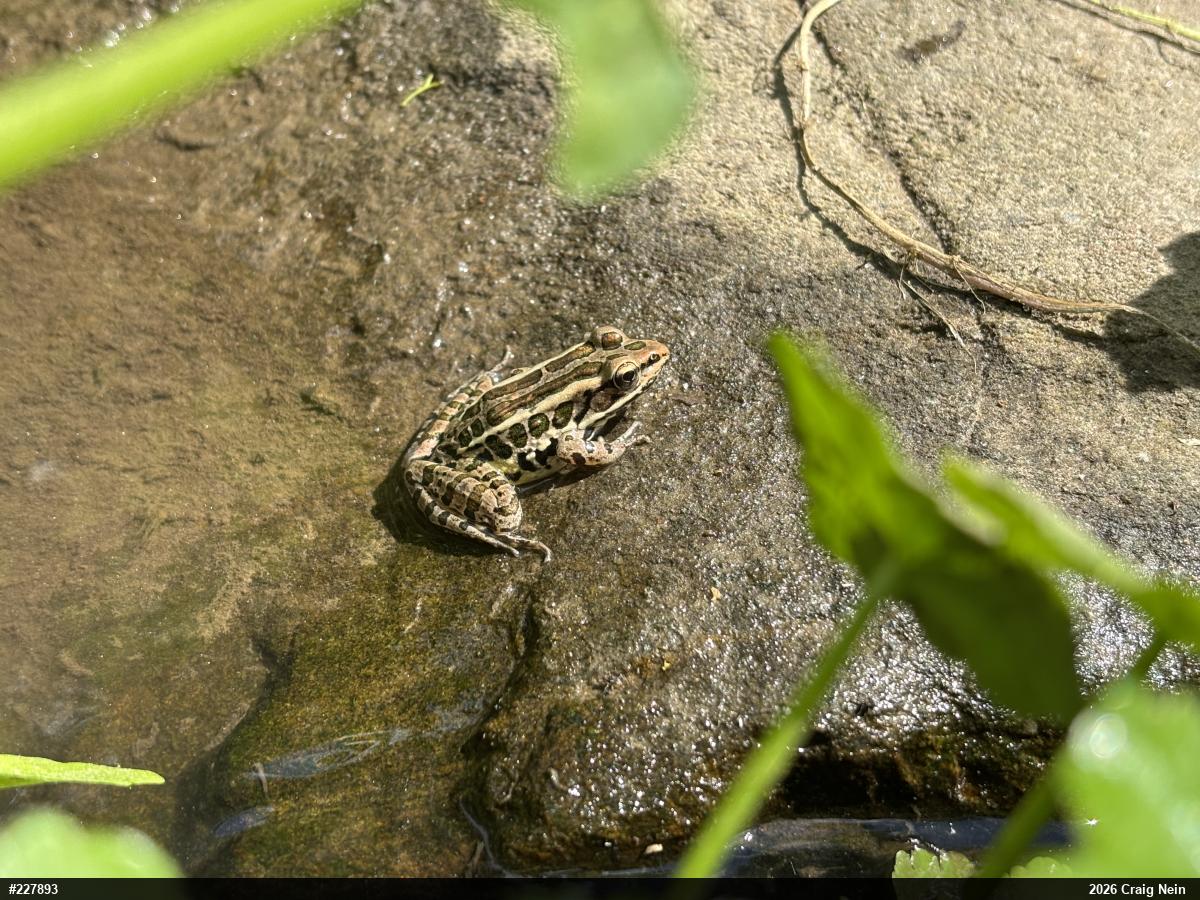 Pickerel Frog