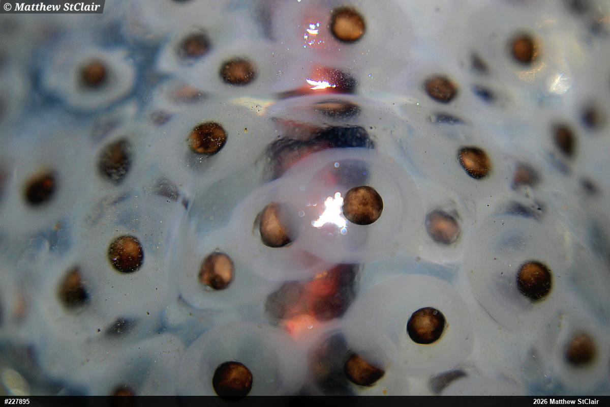 Spotted Salamander