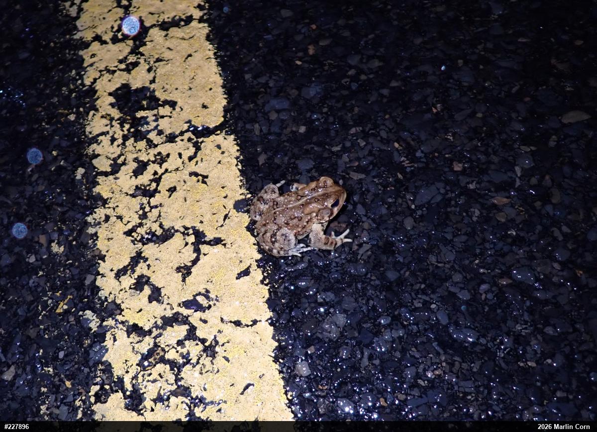 Eastern American Toad