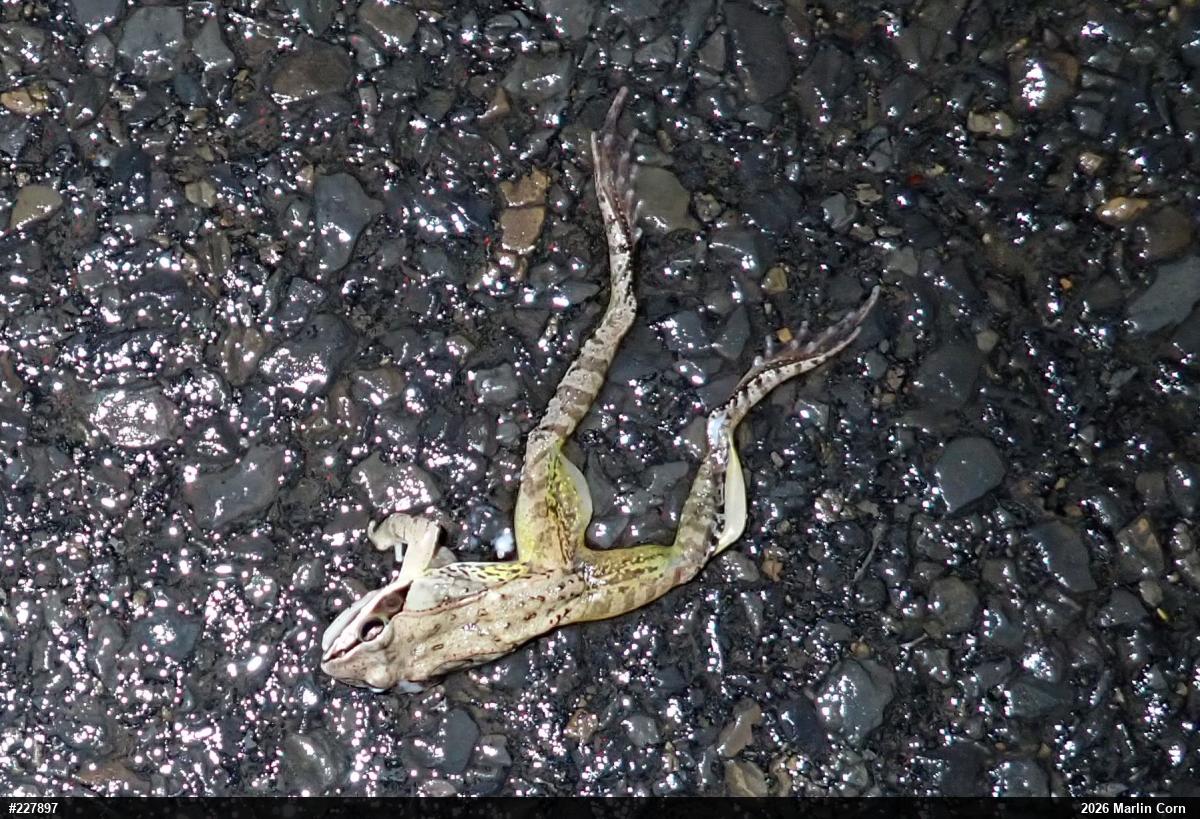Wood Frog