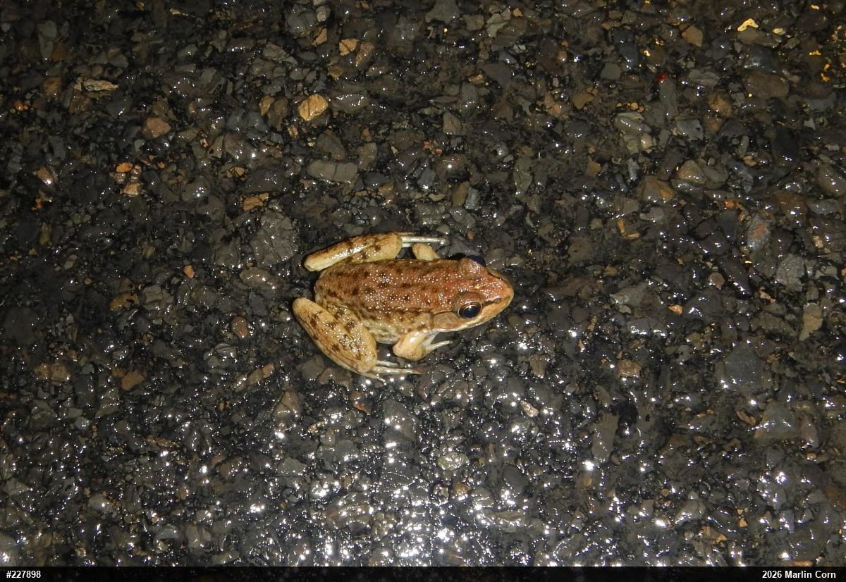 Green Frog