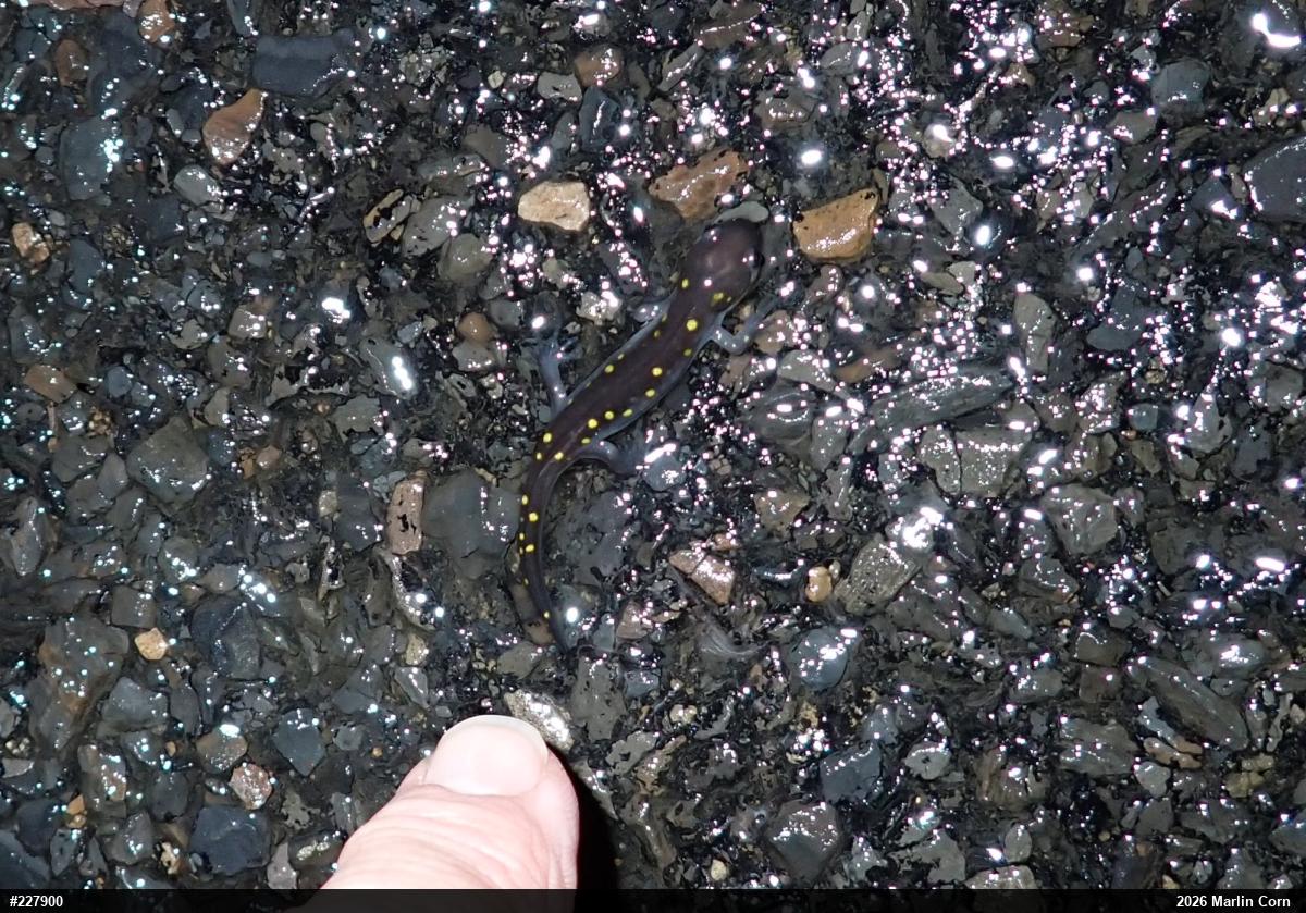 Spotted Salamander
