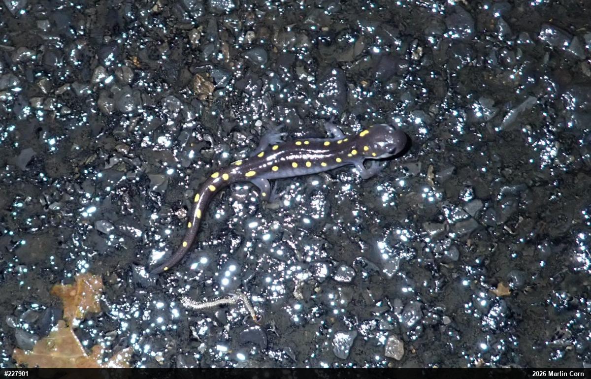Spotted Salamander