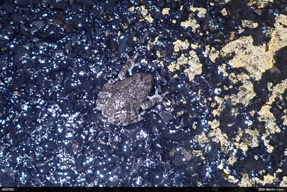 Unknown Gray Treefrog