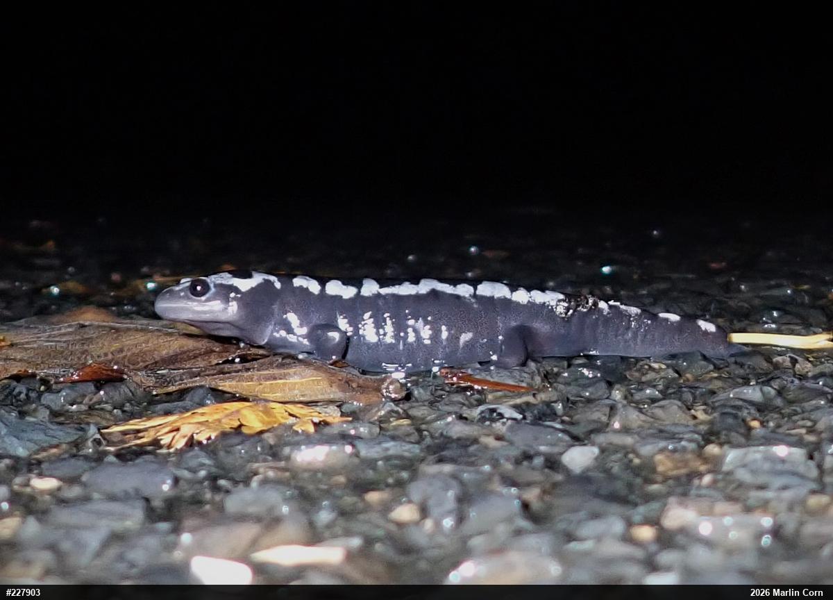 Marbled Salamander