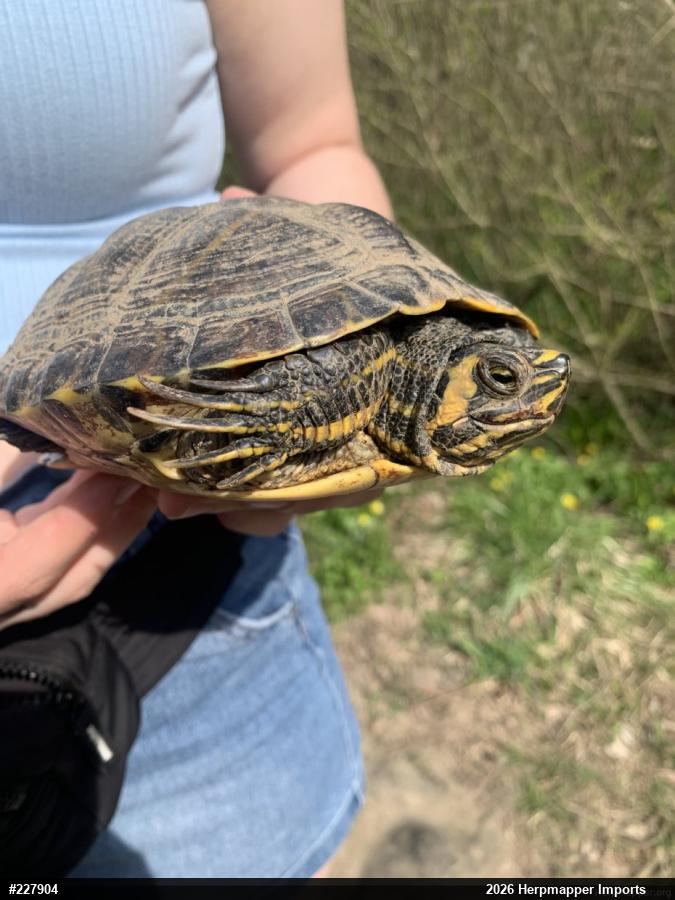 Yellow-bellied Slider