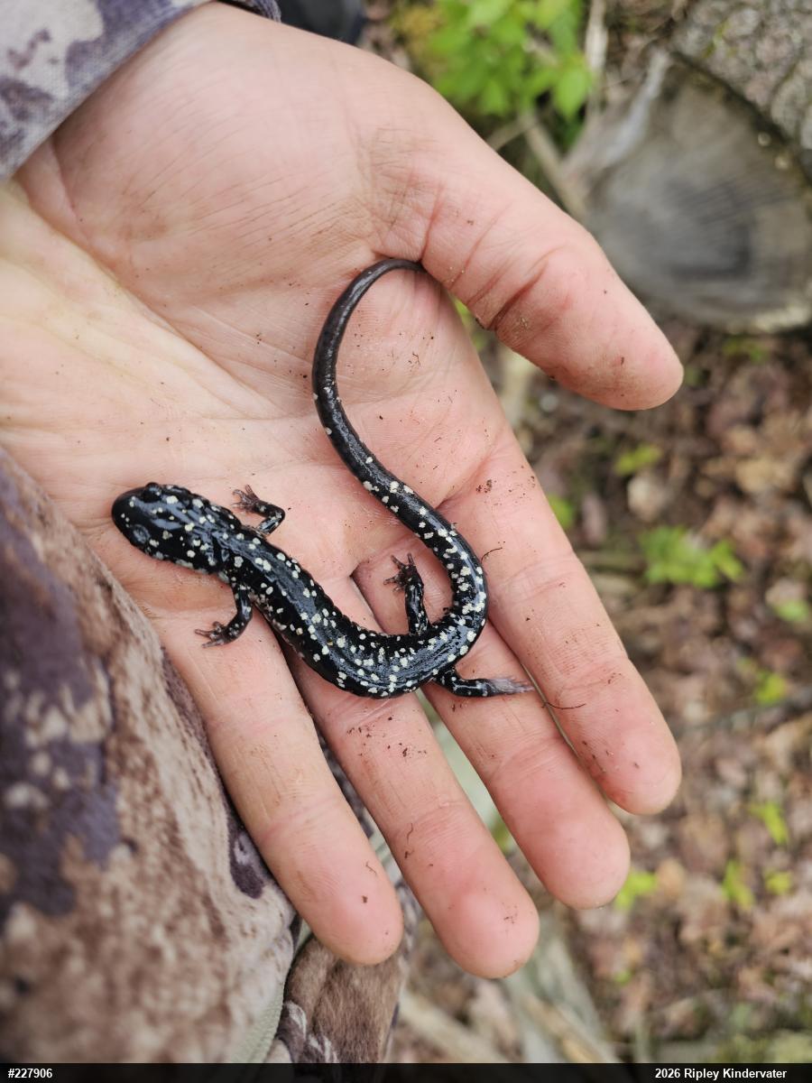 Northern Slimy Salamander