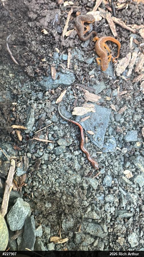 Eastern Red-backed  Salamander