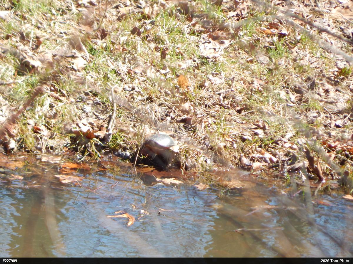 Midland Painted Turtle