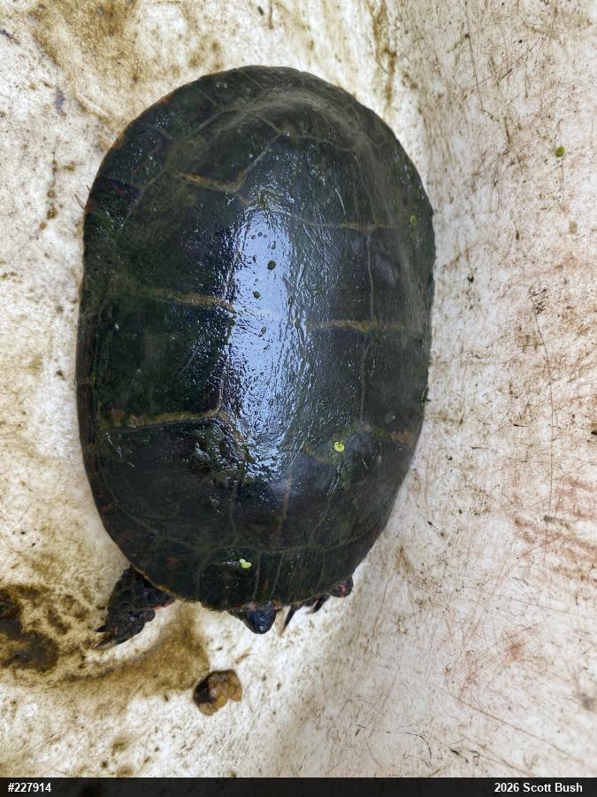 Painted Turtle