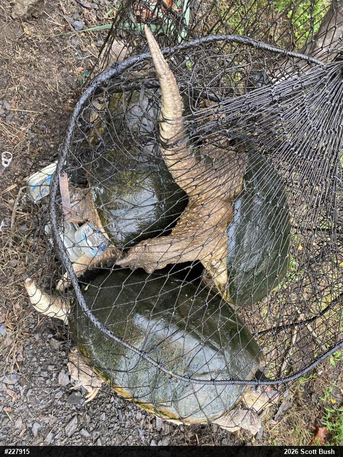 Snapping Turtle