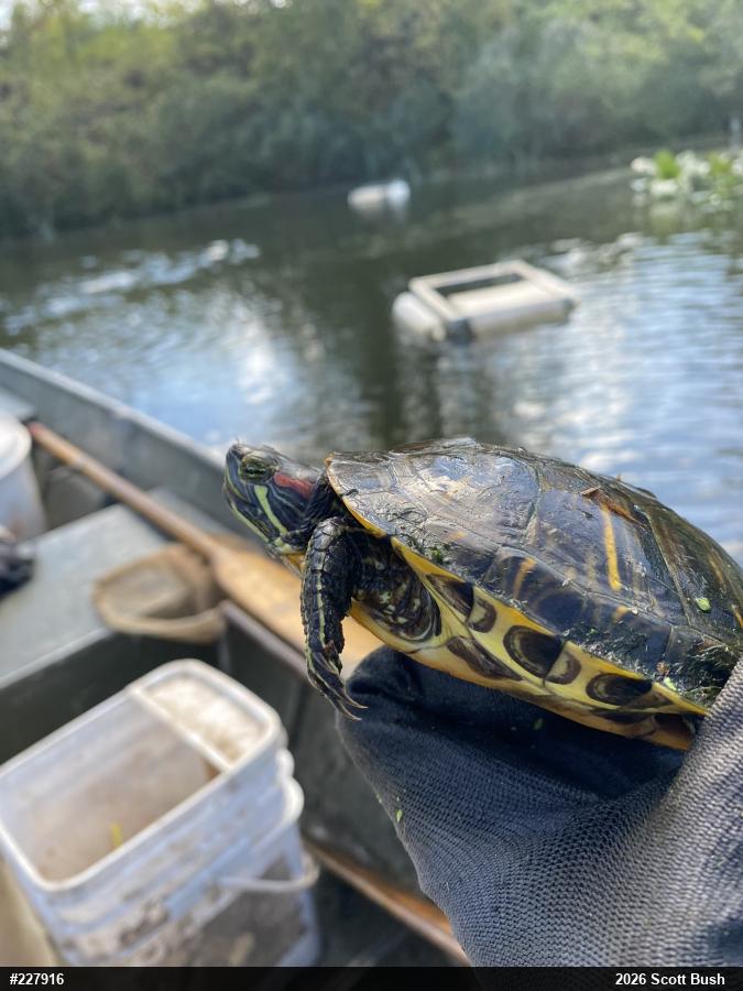 Red-eared Slider