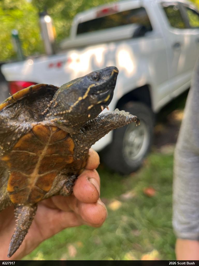 Eastern Musk Turtle
