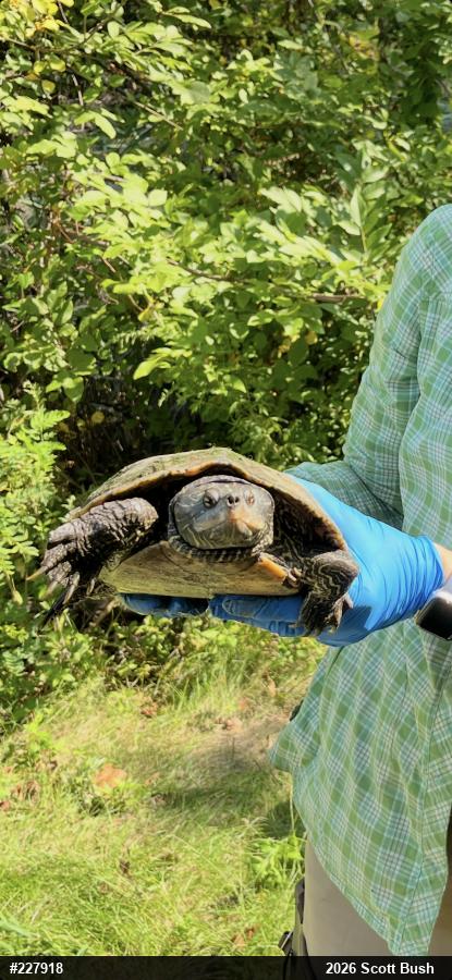 Northern Map Turtle