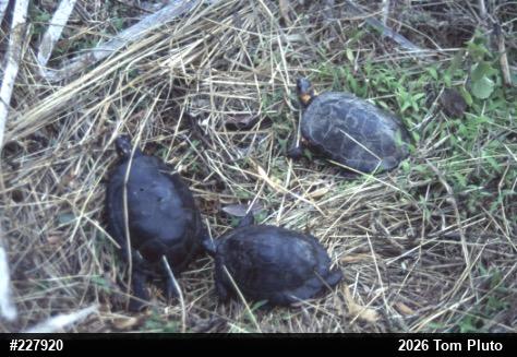 Spotted Turtle