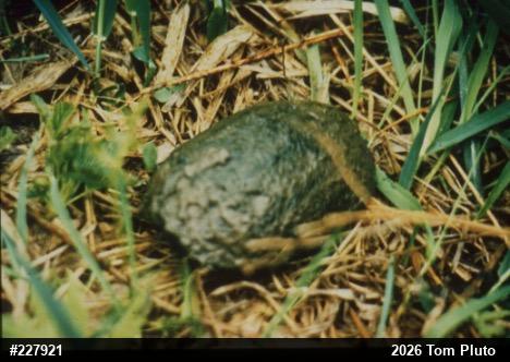 Eastern Musk Turtle