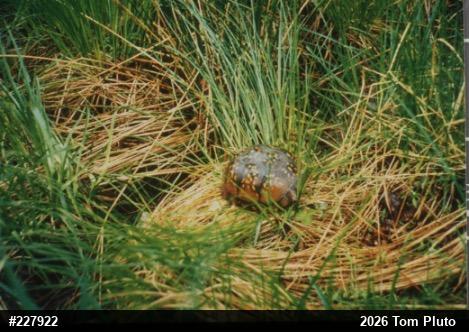 Eastern Box Turtle