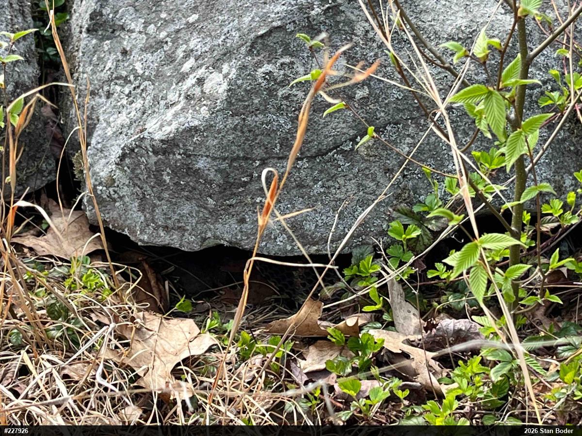 Timber Rattlesnake