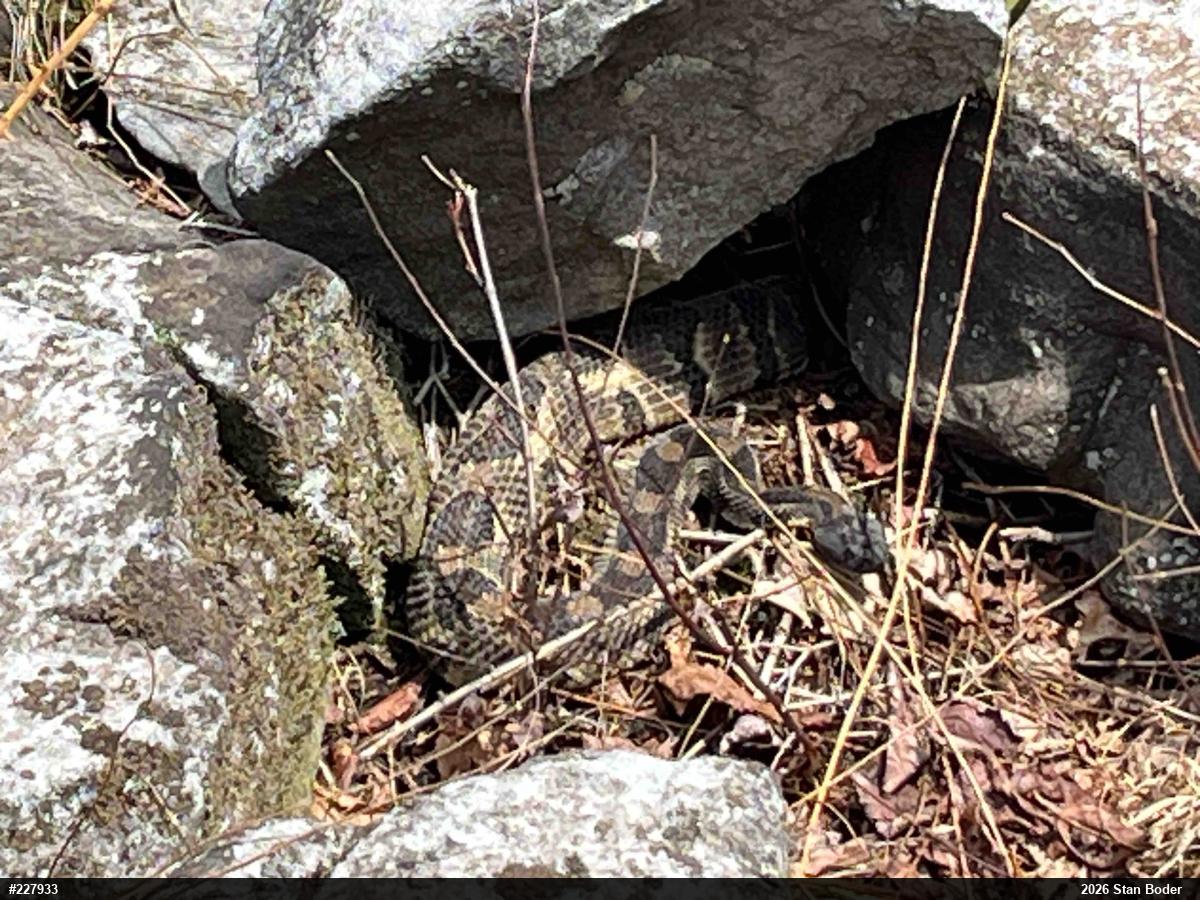 Timber Rattlesnake