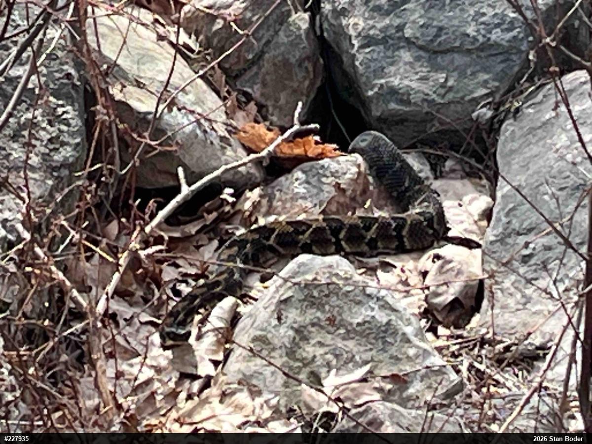 Timber Rattlesnake