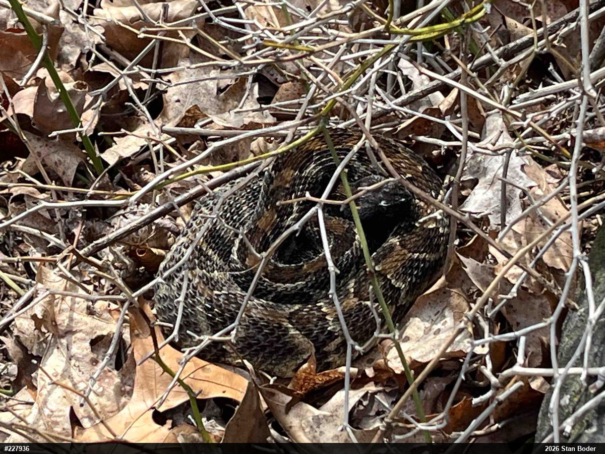 Timber Rattlesnake