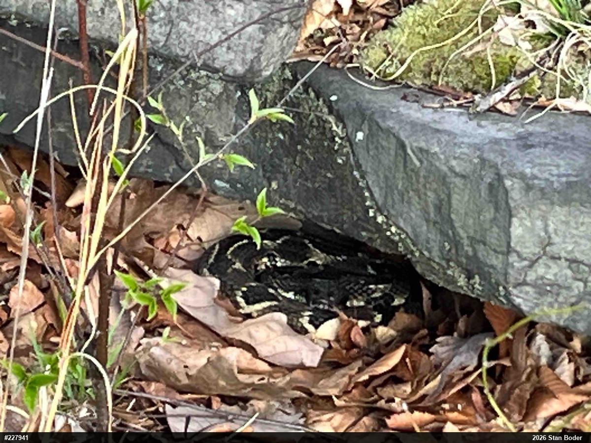 Timber Rattlesnake