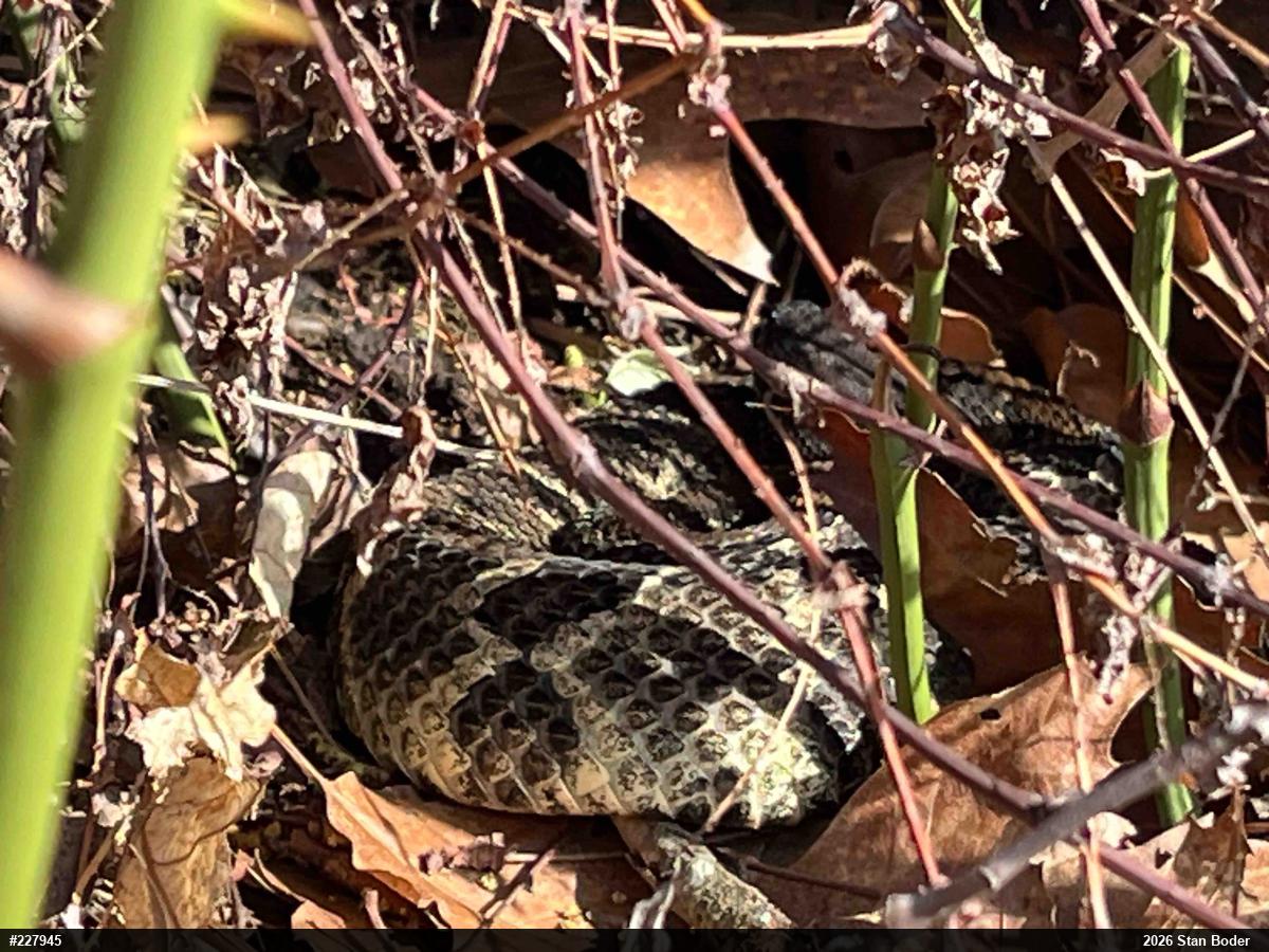 Timber Rattlesnake