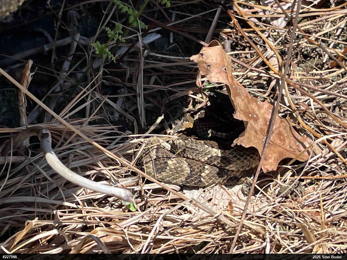 Timber Rattlesnake
