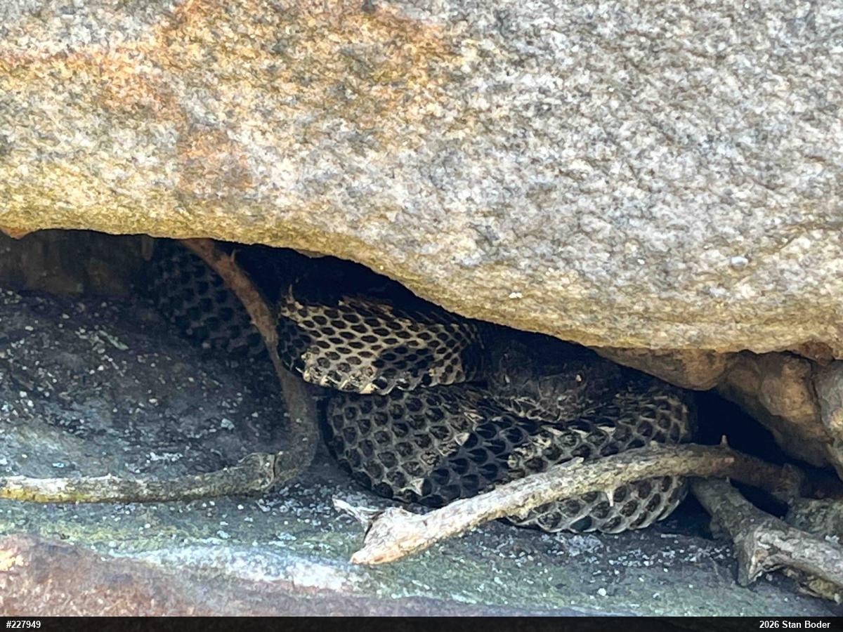 Timber Rattlesnake