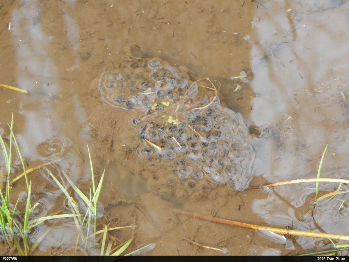 Wood Frog