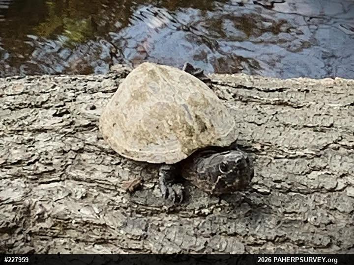 Eastern Musk Turtle
