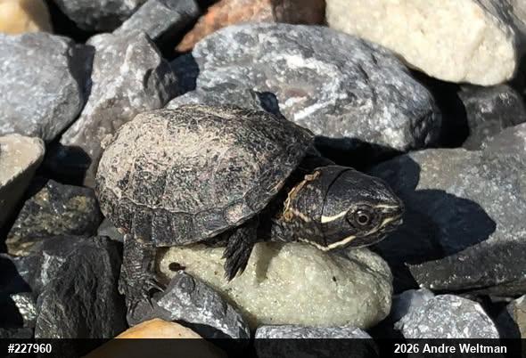 Eastern Musk Turtle