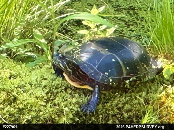 Eastern Painted Turtle