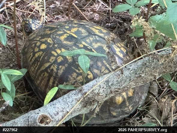 Eastern Box Turtle