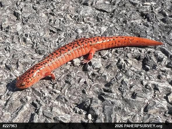 Northern Red Salamander