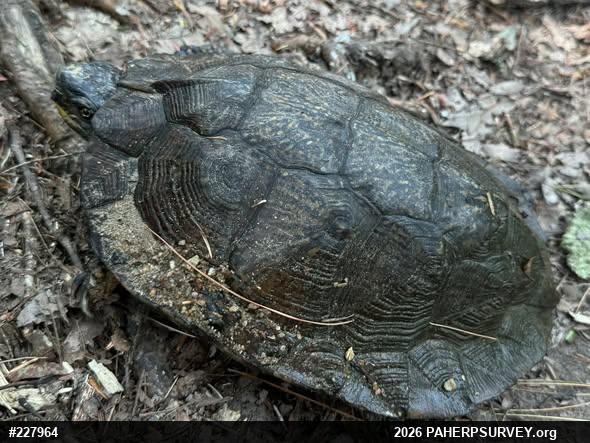 Wood Turtle