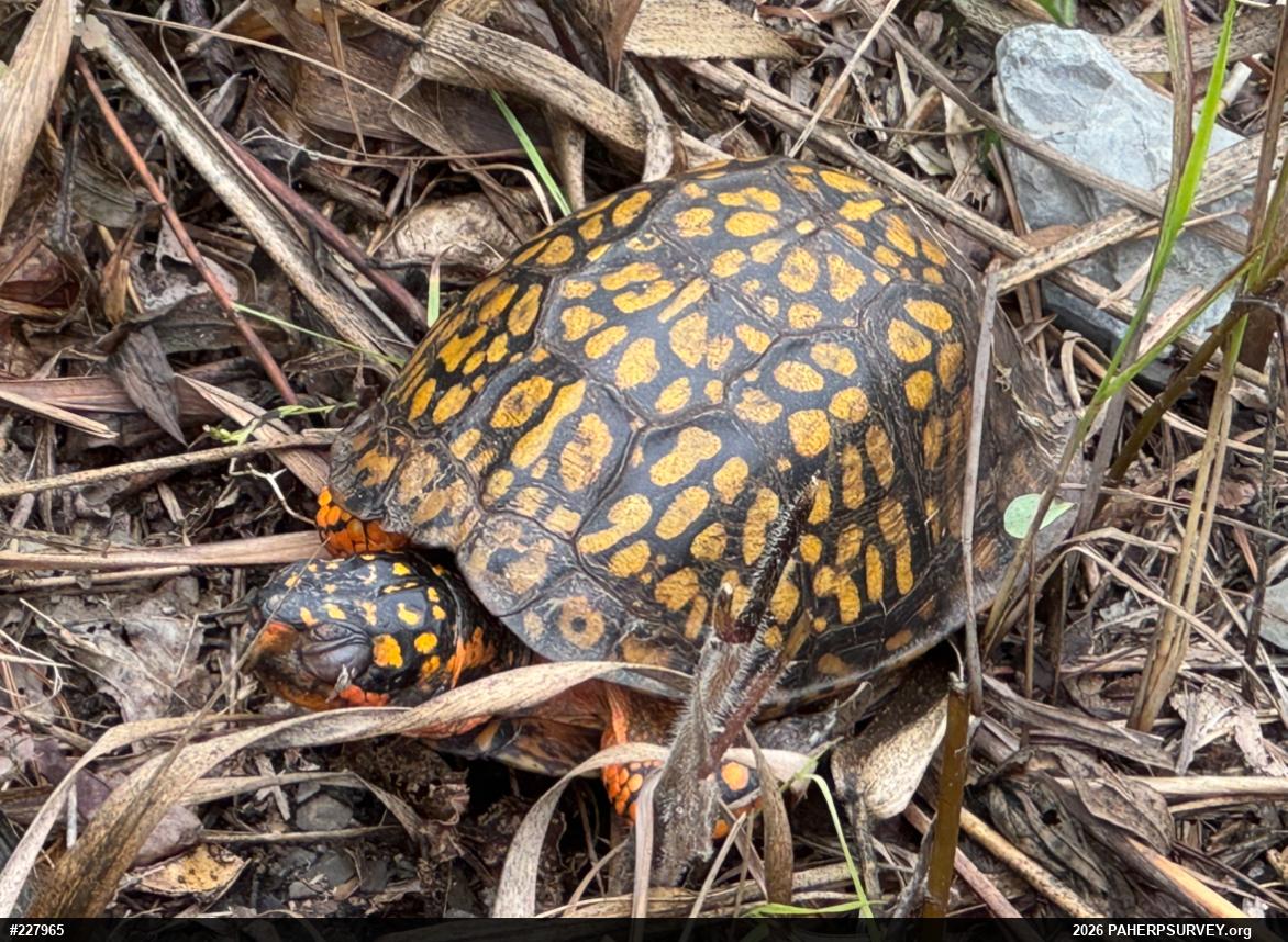 Eastern Box Turtle