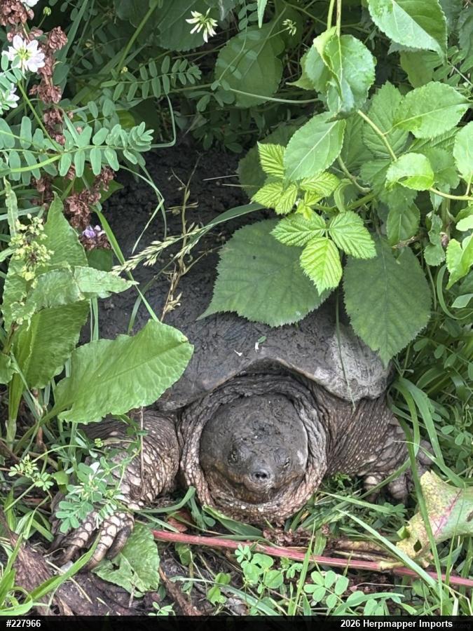 Snapping Turtle