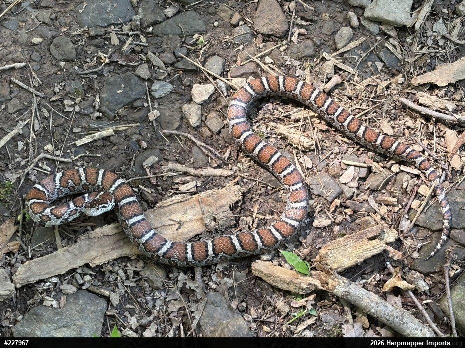 Eastern Milksnake