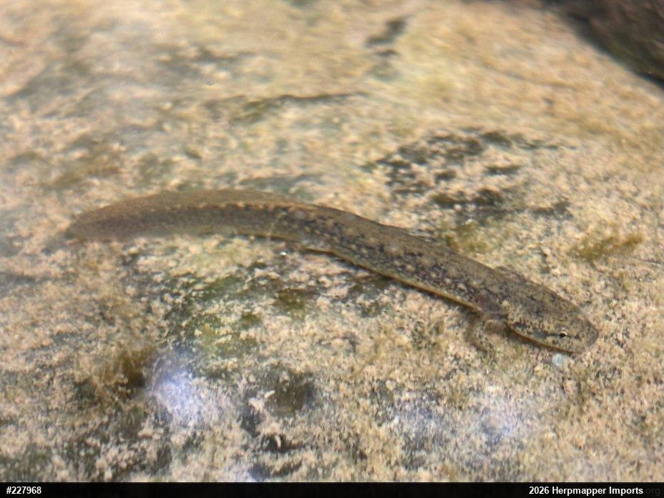 Northern Two-lined Salamander