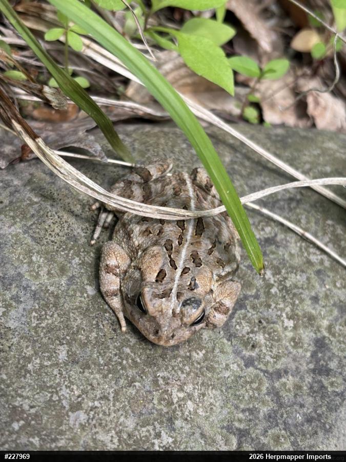 Fowler's Toad